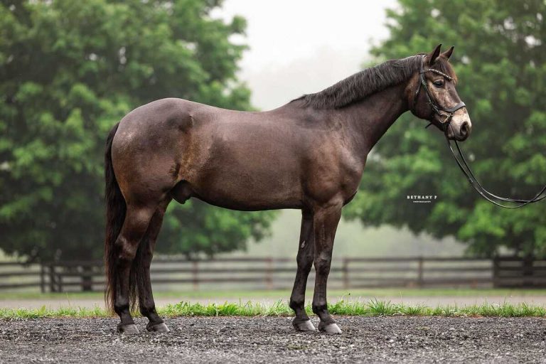 Dark horse with bridle