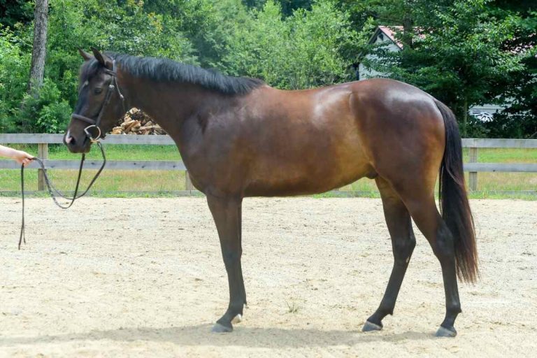 horse standing in arena, in bridle