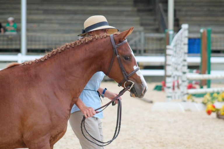 braided horse walking next to handler