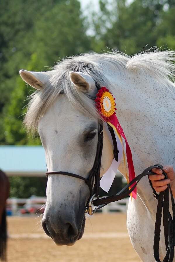 Head of grey horse with ribbon on bridle
