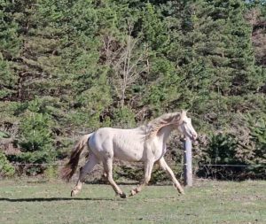 horse trotting in field