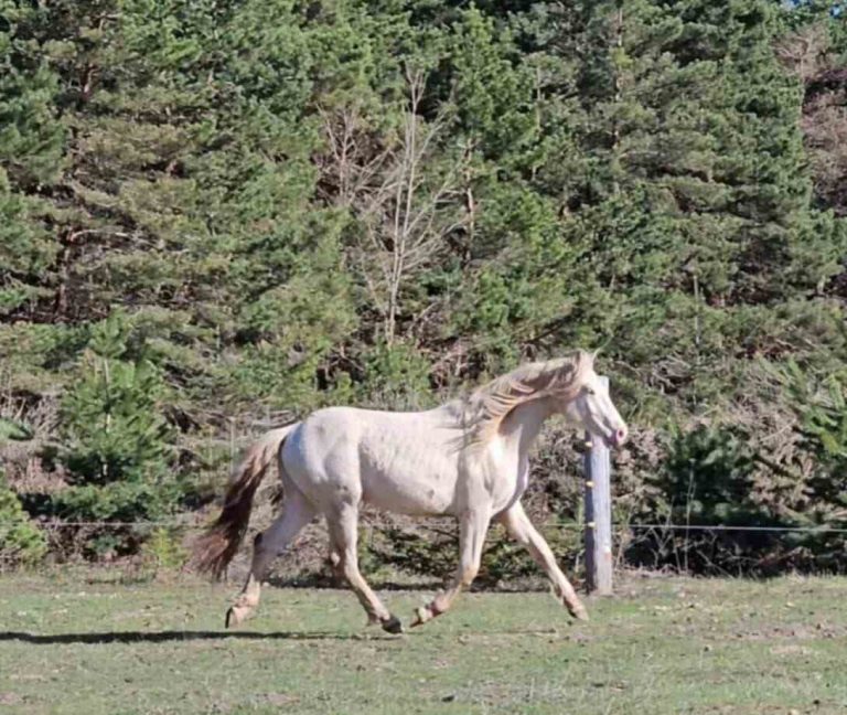 horse trotting in field