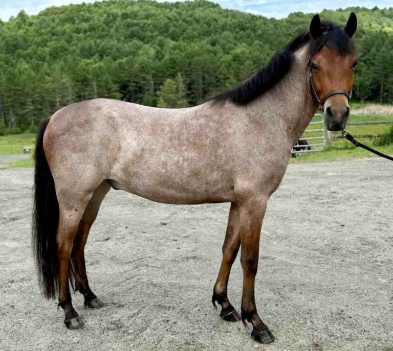 Side of horse standing in halter