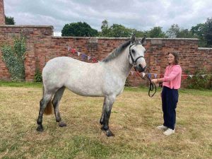 Haltered horse standing next to woman in pink shirt.