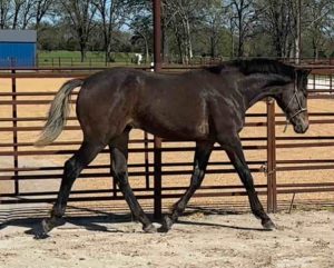 horse trotting in arena