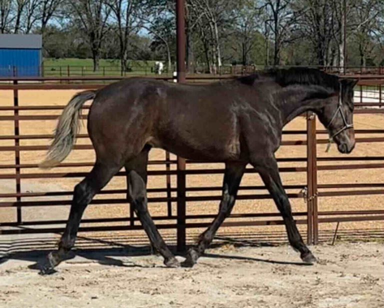horse trotting in arena