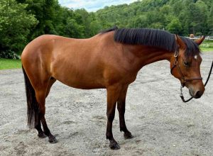 horse standing with halter