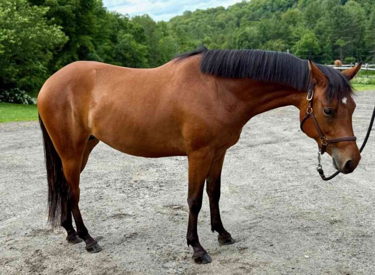 horse standing with halter