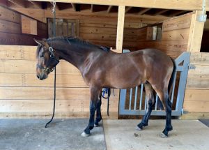 Horse standing in barn