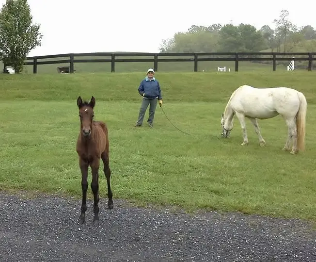 Foal standing on gravel, with woman and horse in back