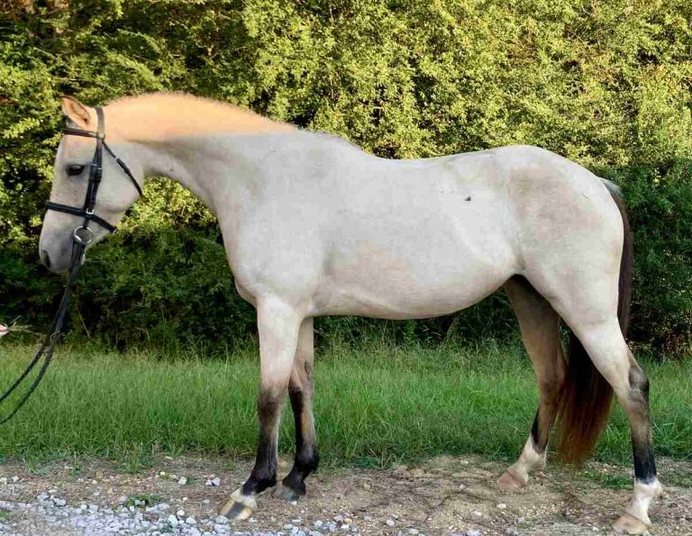 Horse standing outside, wearing a bridle