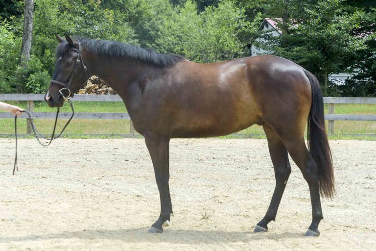 Tucker standing in ring