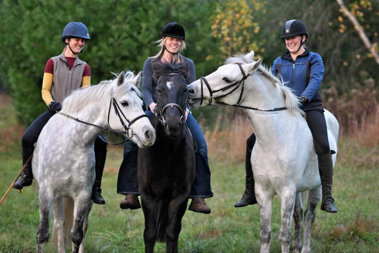 Three horses standing in a row, with the two on the outside biting the horse in the middle
