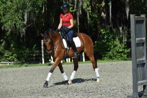 Horse and rider trotting in ring
