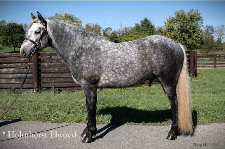 Dappled Grey horse
