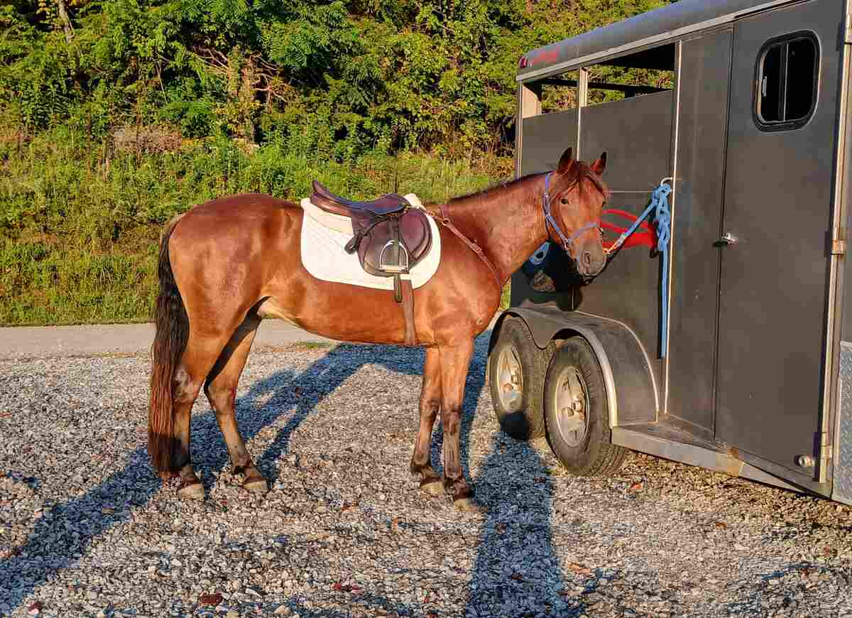Harvest Moon tied to trailer at first hunt