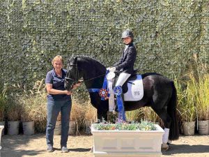 Dressage horse with ribbons