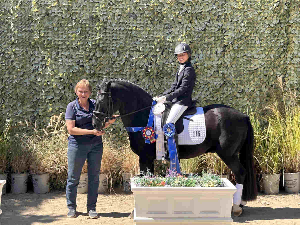 Dressage horse with ribbons