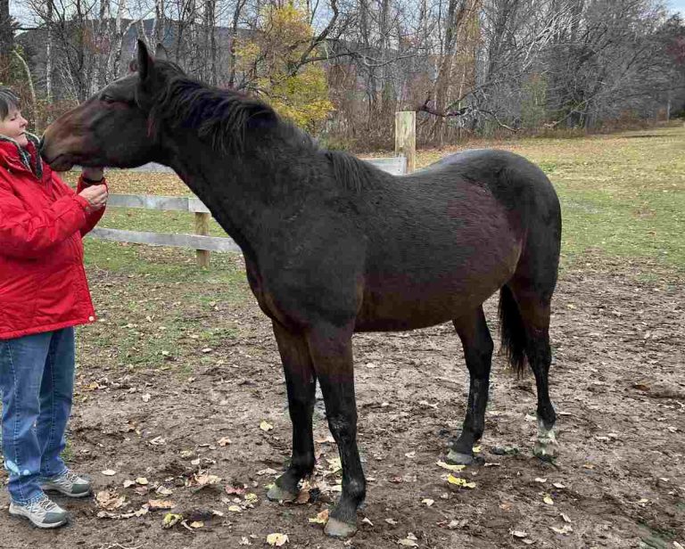 Horse next to woman in red coat.