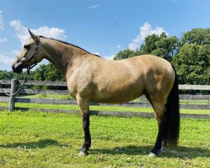 Dun horse standing in pasture
