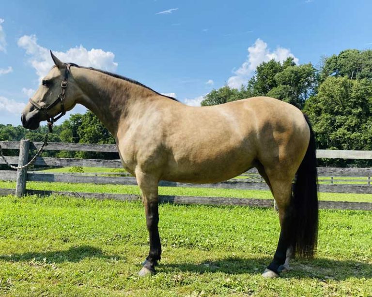 Dun horse standing in pasture
