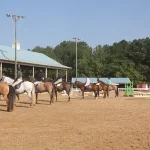 Horses lined up in arena