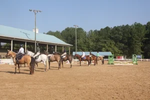 Horses lined up in arena