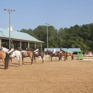 Horses lined up in arena