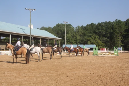 Horses lined up in arena