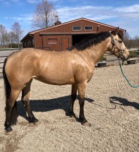 Horse standing in arena
