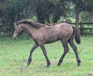 Foal walking in field.