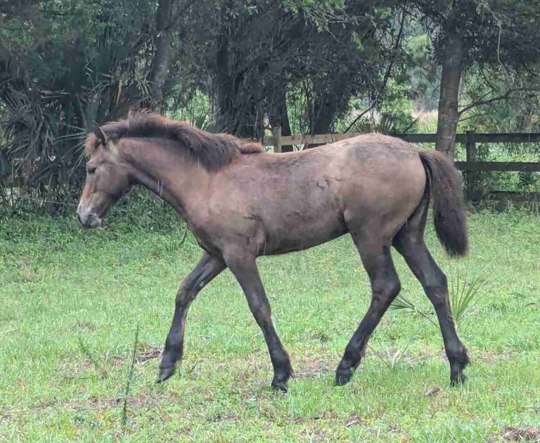 Foal walking in field.