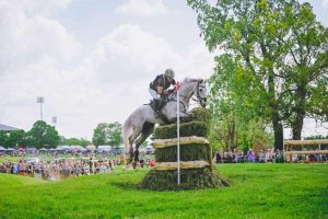 Grey horse jumping skinny brush jump on cross country.