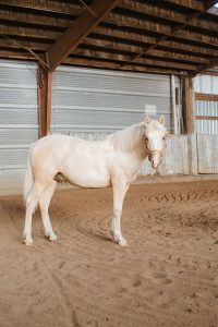 Horse standing in arena.