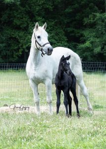 Grey mare with dark foal, standing in field.