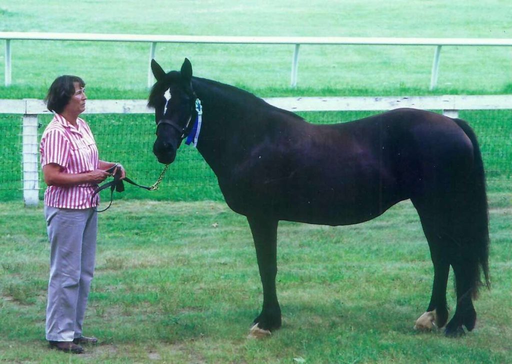 Woman in striped shirt holding lead of dark pony with blue ribbon